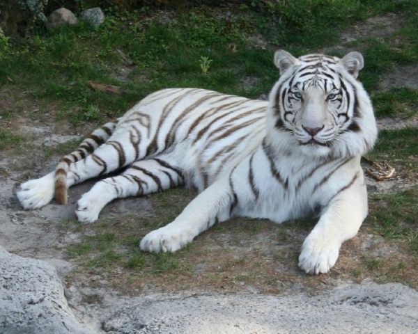 img2