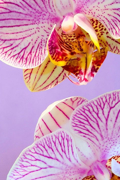 Orchids and Lavender