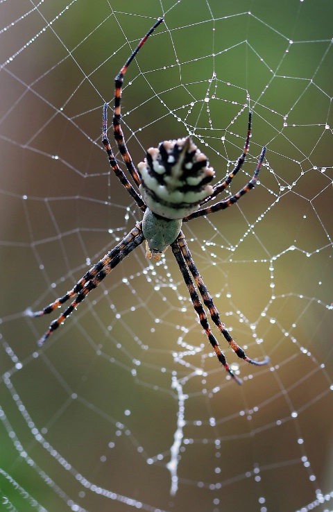 Dew Spider