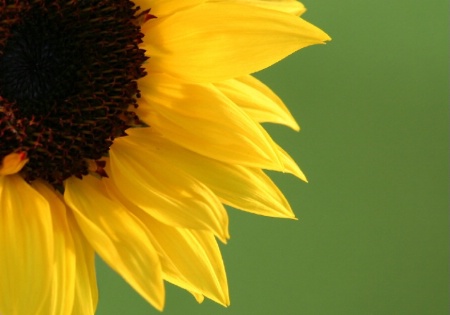 'Sunny-sunflower'