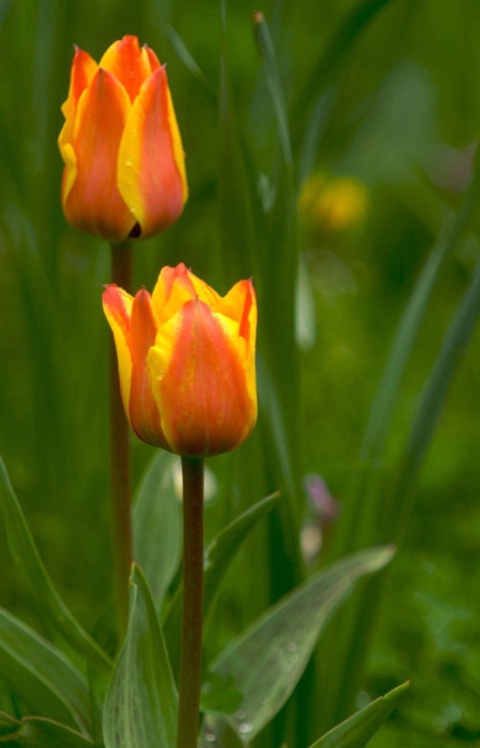 Tulips.