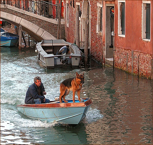 How dogs get around Venice