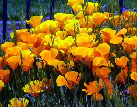 California Poppies