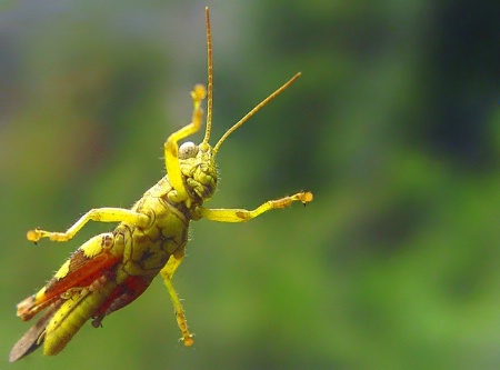 Grasshoper