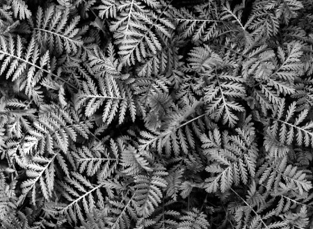 ~ fern patterns ~
