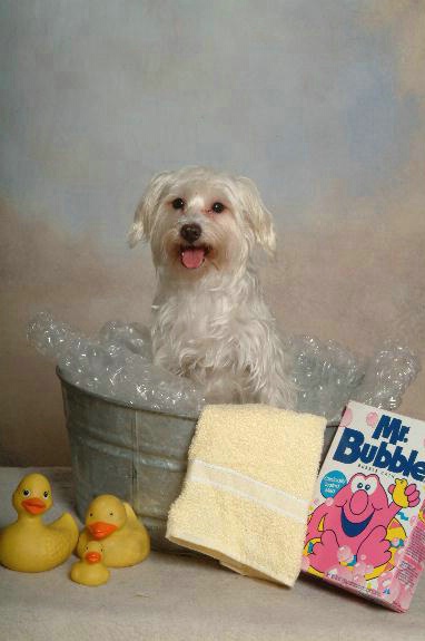 Puppy in the bath tub