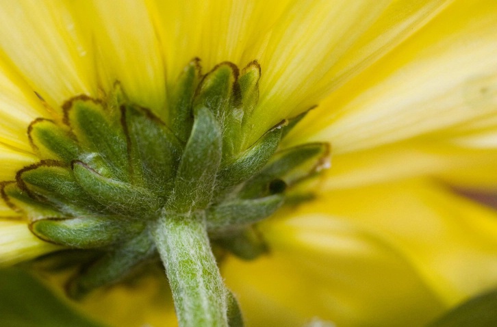 yellow daisy - ID: 2013812 © Sibylle Basel
