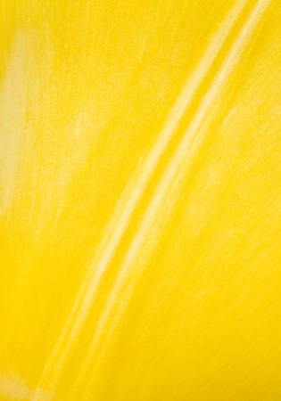 Abstract Yellow Tulip
