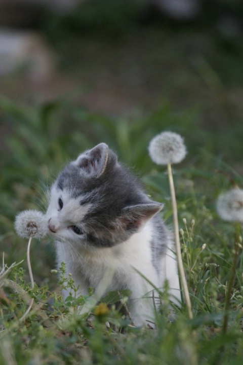Kitten's Wish