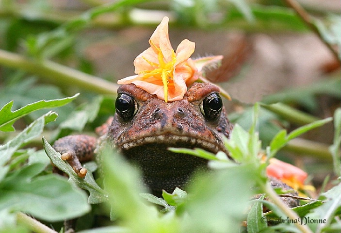 Real Men Wear Flowers??!