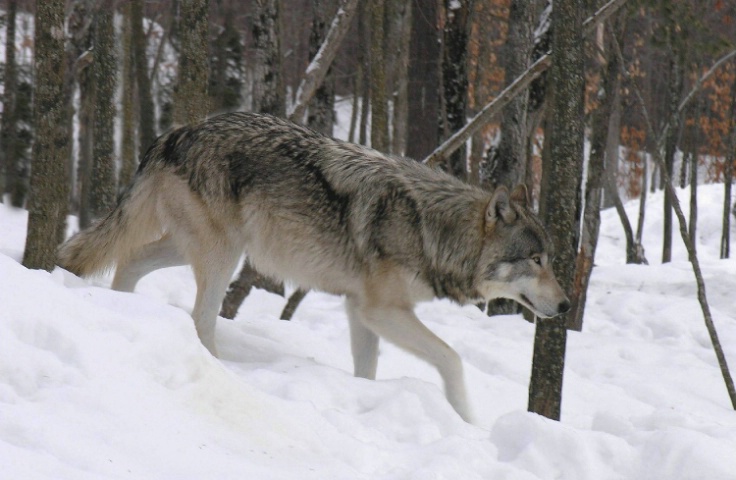 Walking in Solitude