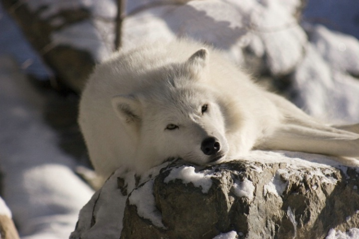 Gray wolf, Arctic ssp, 