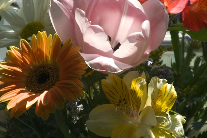 Flowers and Sunlight