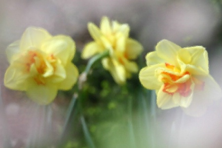 3 tahiti daffodils