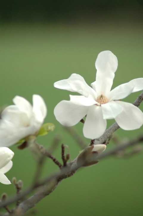 Magnolia Blossoms