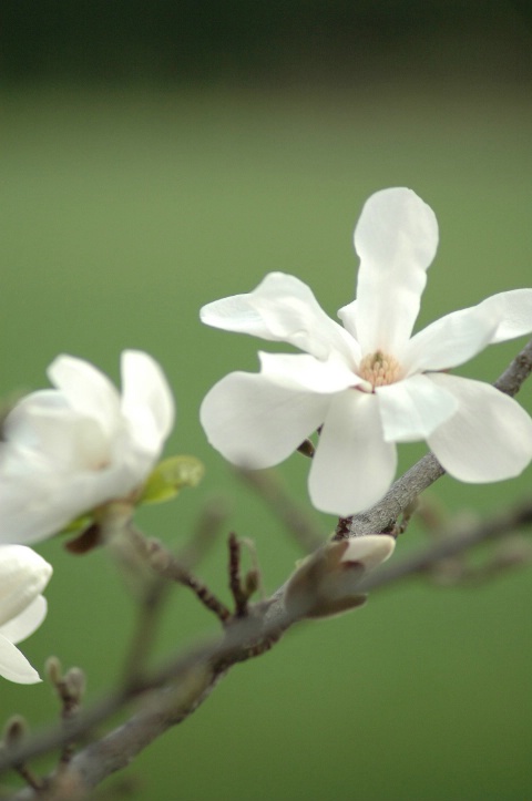 Magnolia Blossoms