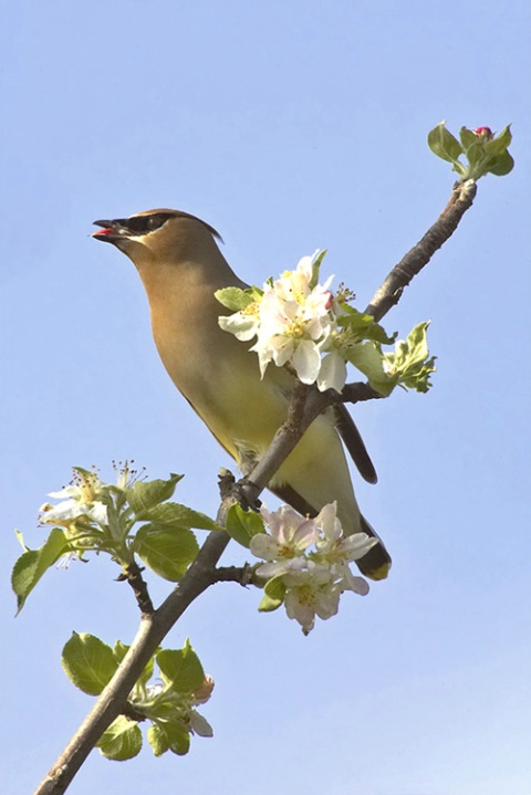 Cedar Waxwing