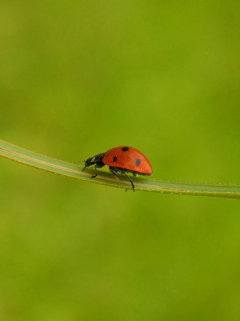 Red ladybug in a green world