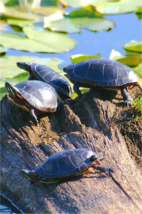 Turtle family