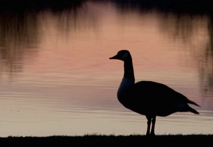 Goose at dawn II - ID: 2018090 © Ann E. Swinford