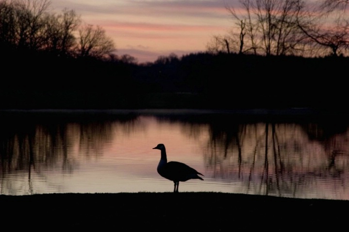 Goose at dawn I - ID: 2018091 © Ann E. Swinford