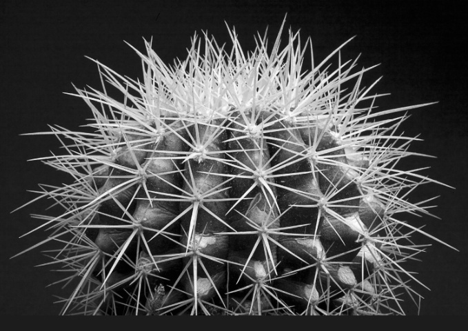 Cactus b/w