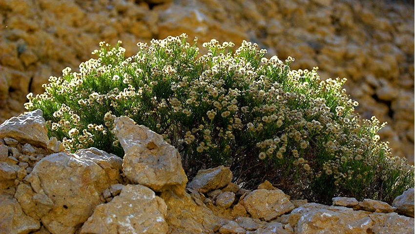 A Bouquet On The Rocks