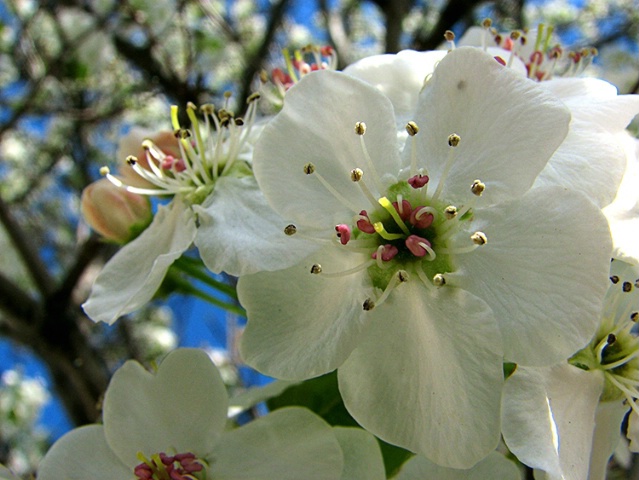 Crab Apple Blossom