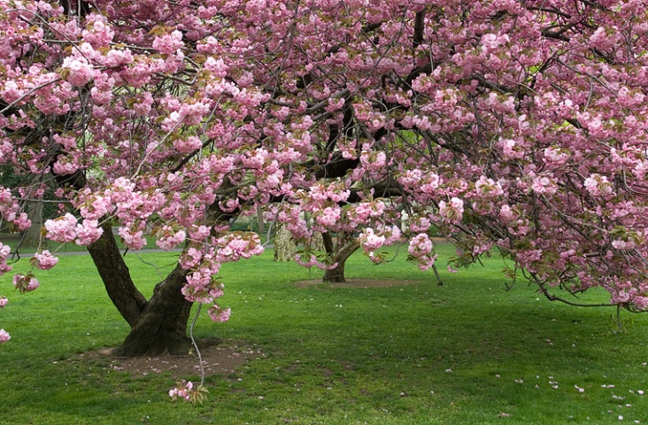 Cherry Blossoms