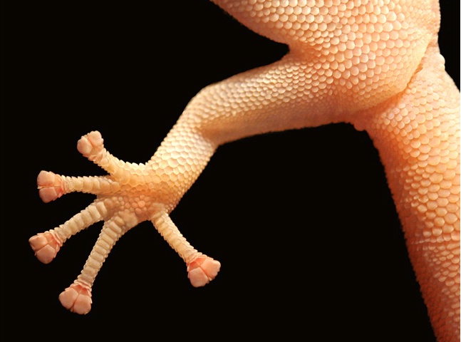 Leg of Lizard