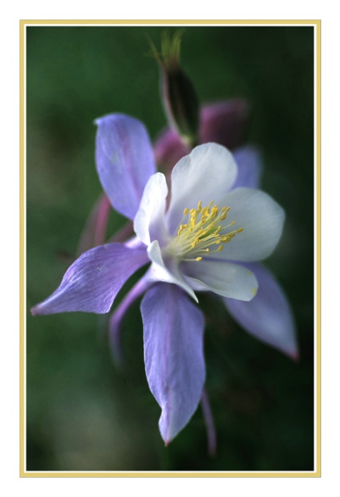 Columbine