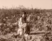 Sepia pumpkin pat...