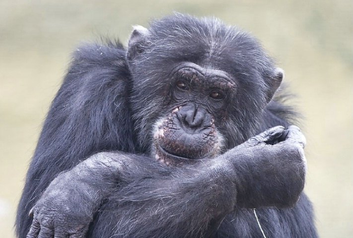 Chimpanzee at the Fresno Zoo