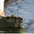 2Beaver Snack Time - ID: 2023179 © John Tubbs