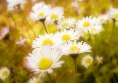 Marguerites (some wild little daisies)