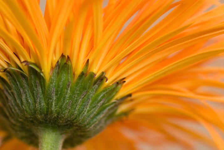 orange flower - ID: 2023494 © Sibylle Basel