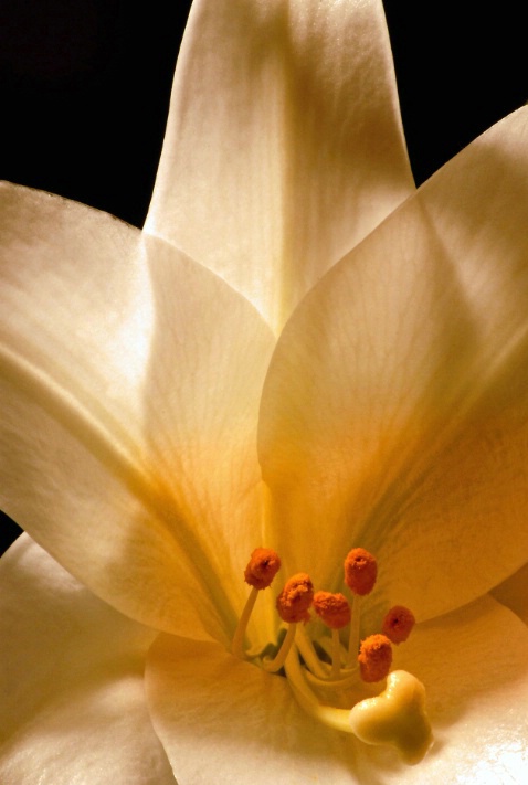 Easter Lily