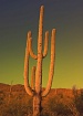 Praying CACTUS