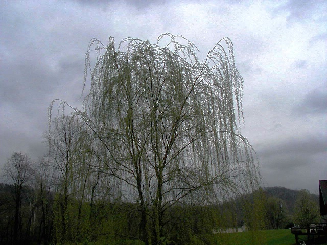 OLD WILLOW TREE