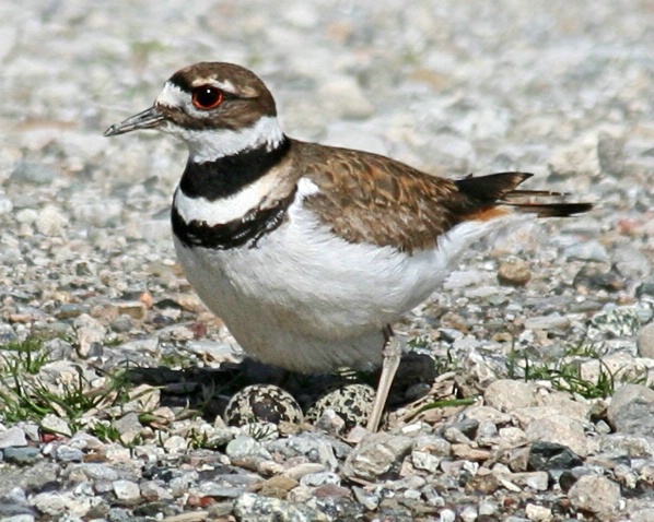 Killdeer Stands to Reveal Eggs - ID: 2025691 © Claudia/Theo Bodmer