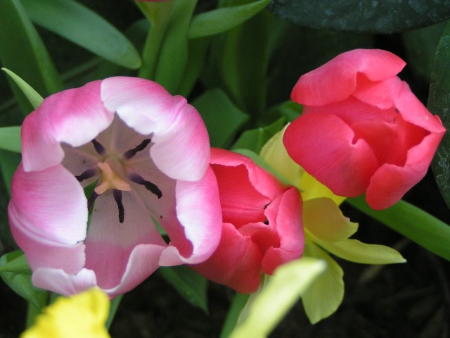 Top View Tulips