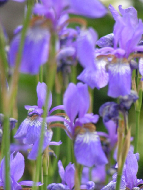 Wall of Irises