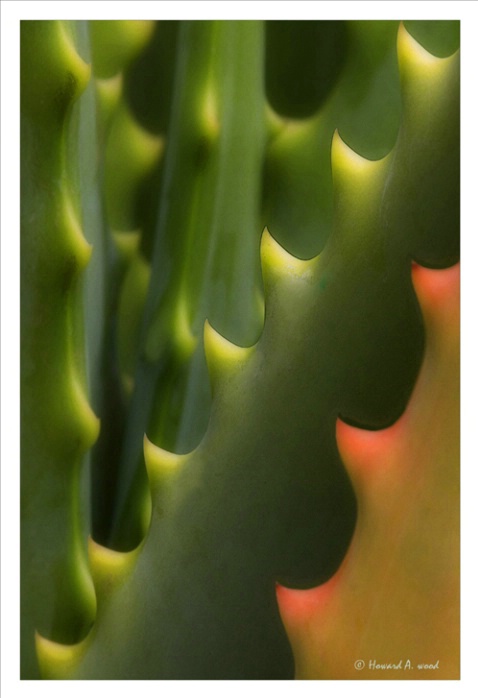 Cactus Detail