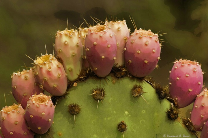 Prickly Pear Detail