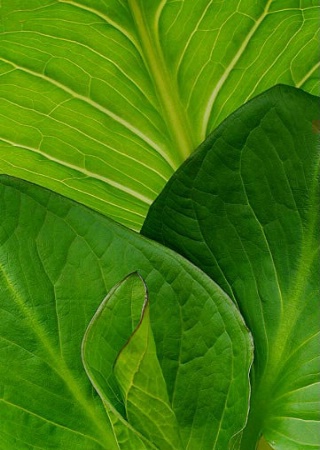 Skunk Cabbage Art