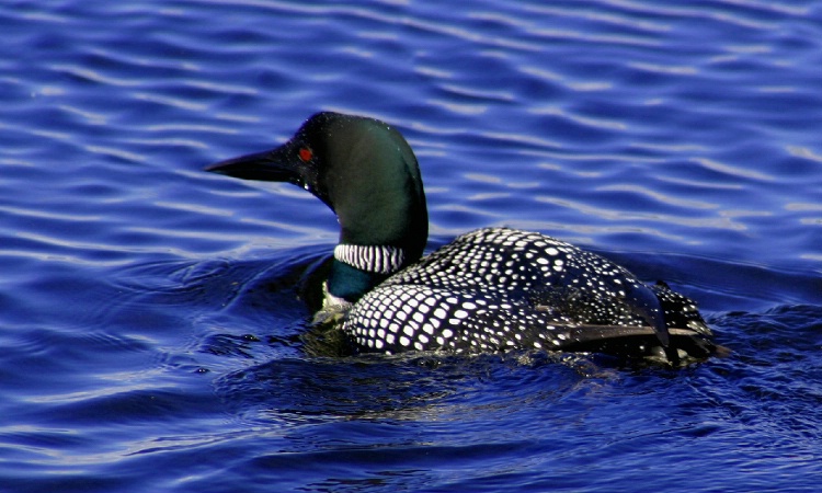 Spooked Loon