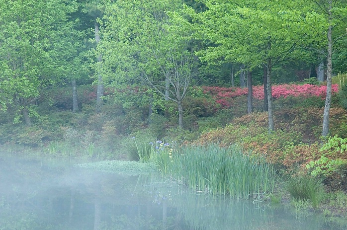 Morning Fog , Callaway Gardens, GA