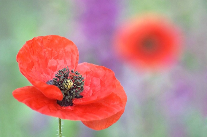 Red Poppy Echo, Callaway Gardens, GA