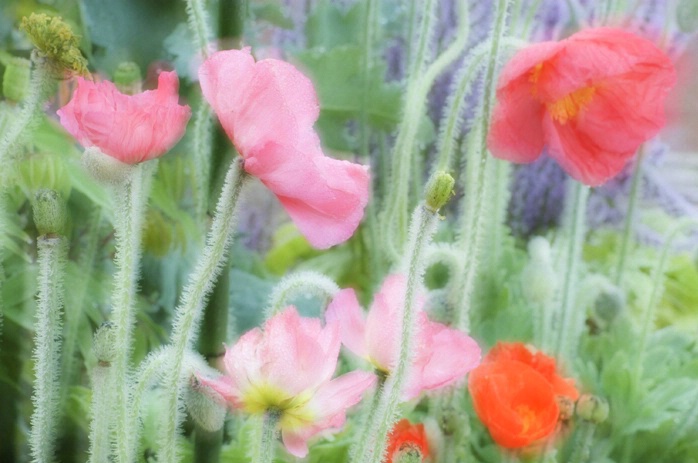 Spring Color Poppies - Callaway Gardens, GA