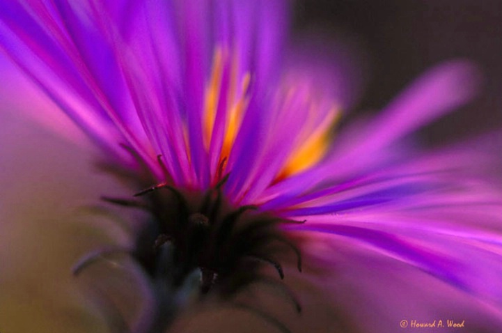 New England Aster Captured on film in Ohio
